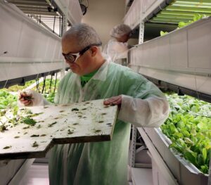 A man removes plants from a vertical farm in Hamilton, New Jersey